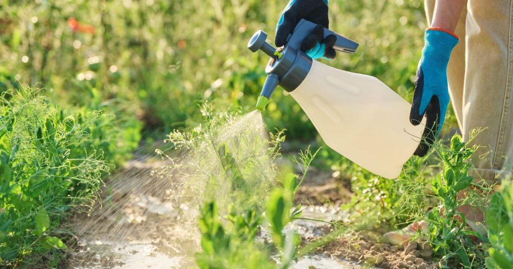 controle de pragas em Cuiabá