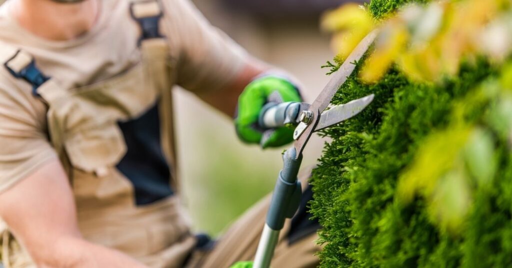 manutenção de áreas verdes em Cuiabá